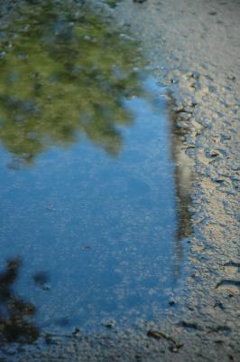 tree reflected in a pond