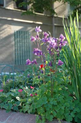 purple columbine with a red geranium behind it