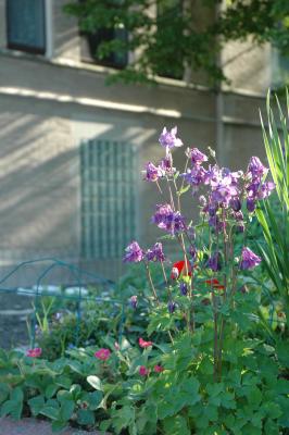purple columbine with a red geranium behind it