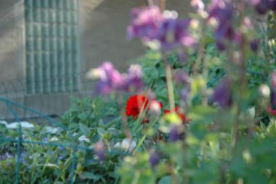 purple columbine with a red geranium behind it