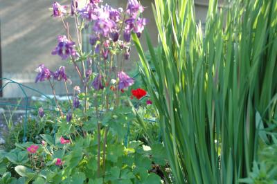 purple columbine with a red geranium behind it