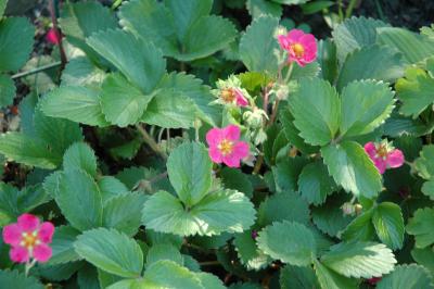 pink ornamental strawberry