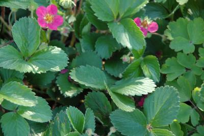 pink ornamental strawberry