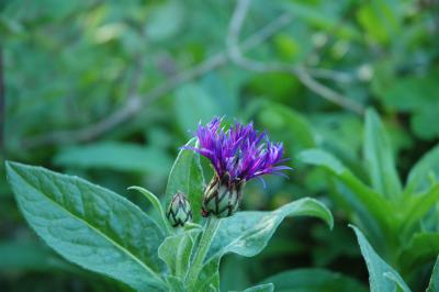 cornflower