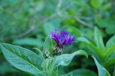 cornflower