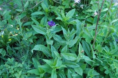 cornflower