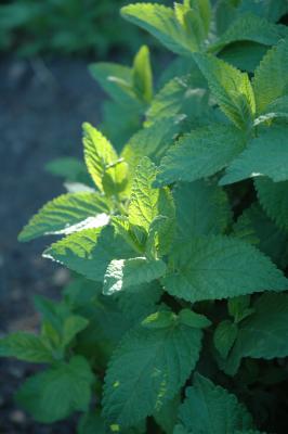 catmint