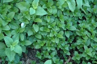 orange mint, lemon balm