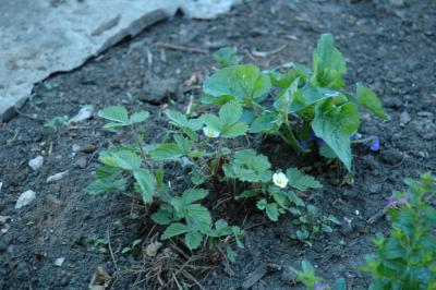 strawberry blossoms