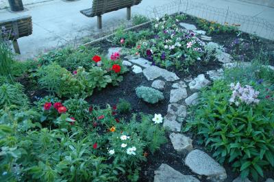 new plantings