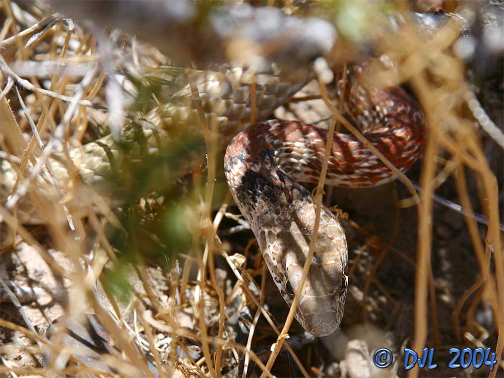 Red Racer, a local snake