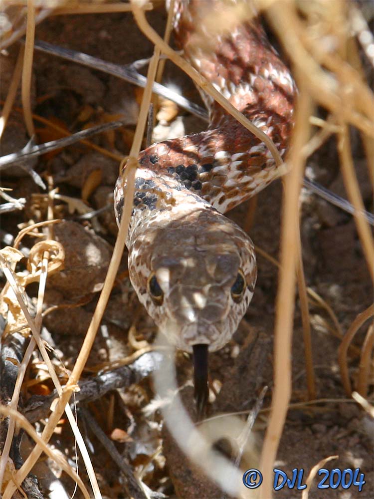 Red Racer, a local snake