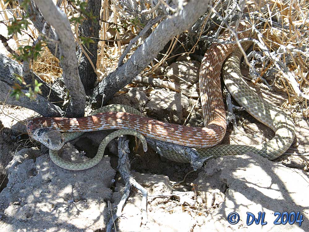 Red Racer, a local snake