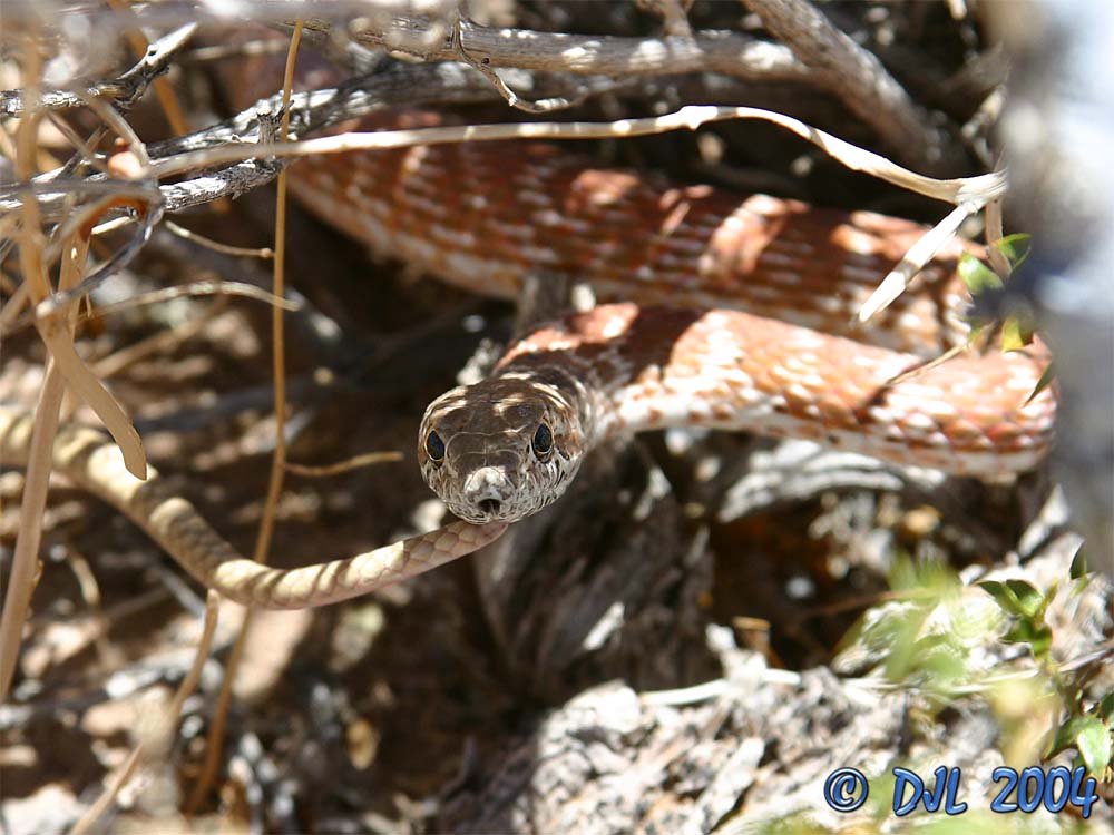 Red Racer, a local snake