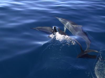 Dolphins playing in front of the boat