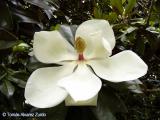 Magnolia grandiflora