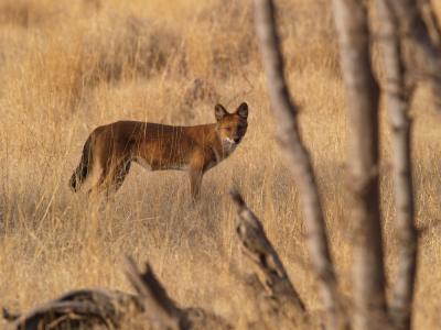 Indian Wild Dog