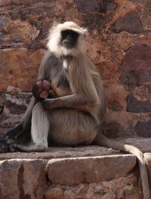Langur and child
