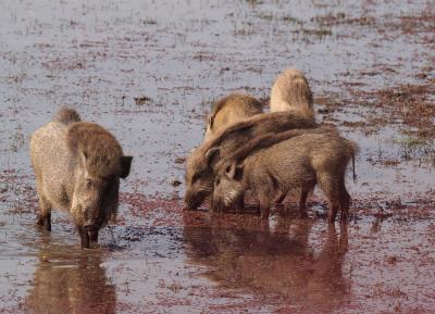 Wild pigs