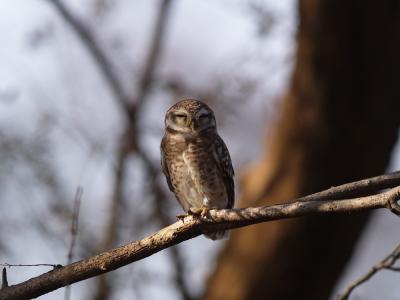 Spotted Owlet
