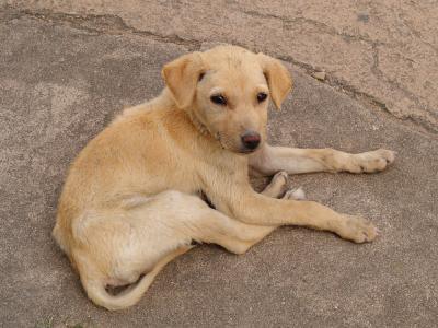 Stray dog near Jain Temples