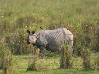 Kaziranga National Park