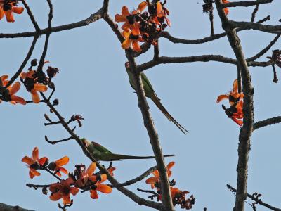 u26/tomkozl/medium/43773391.parakeets1_810.jpg