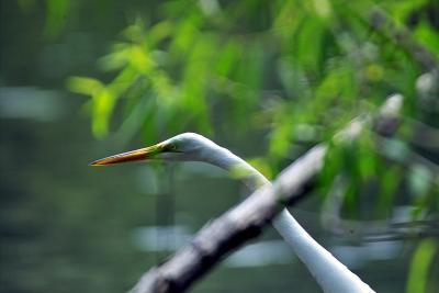 Great White Heron