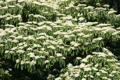 Cornus (Mizuki, jp)