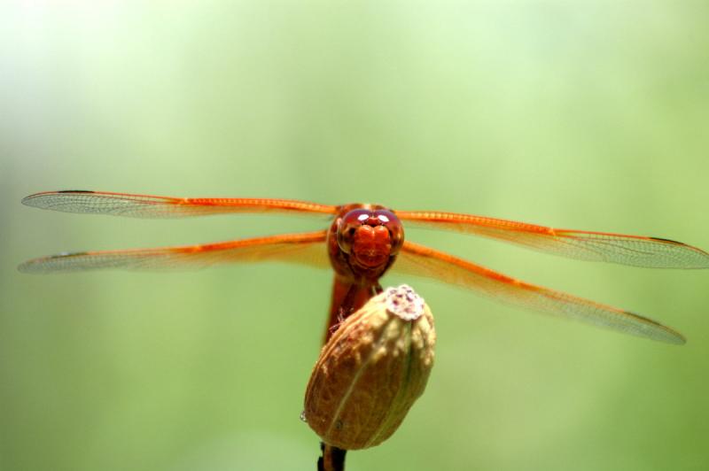 DSC_8181a.jpg