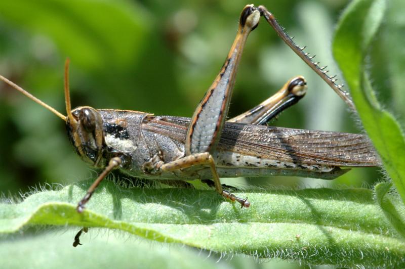 Grasshopper