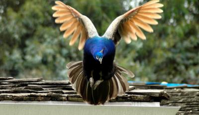 Flying peacock 01