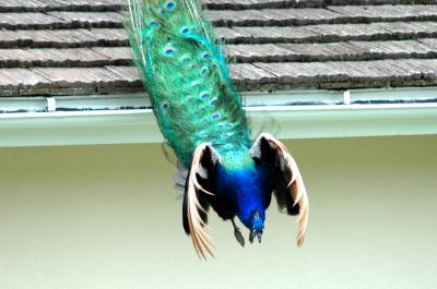 Flying peacock 02