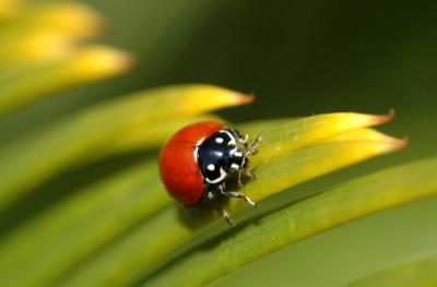 Ladybug01