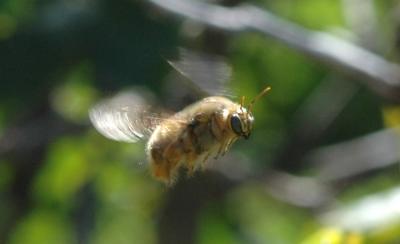 Its a male Carpenter Bee.