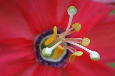 u26/tomsview/medium/43632785.DSC_7777a.jpg