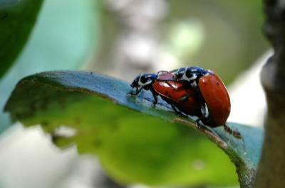 Ladybug 2 in 1