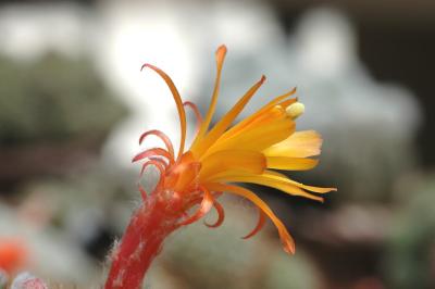 Cactus's Flower