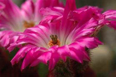 Cactus's Flower