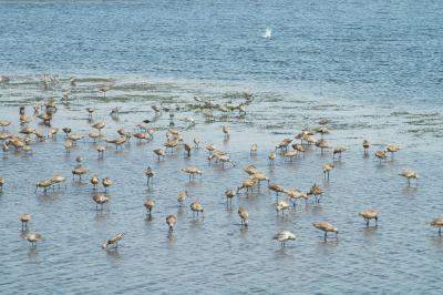 Birds on wetlands 01