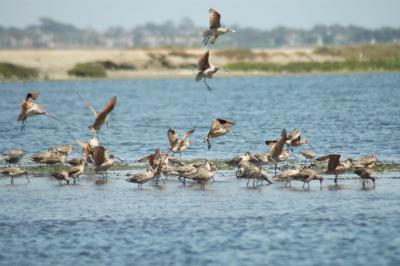 Birds on wetlands 03