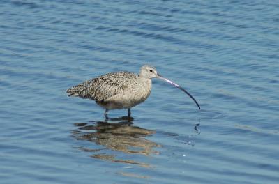 Long -Billed Curlew