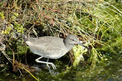 Willet