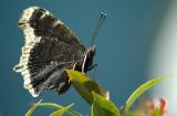 Tortoiseshells