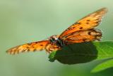 Butterfly 2005