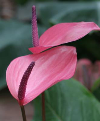 u26/topspin/medium/43268420.PinkFlower.jpg