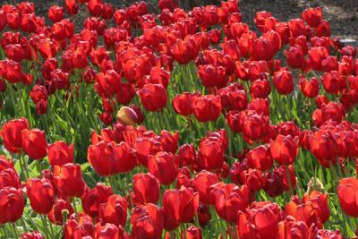 u26/topspin/medium/43268619.RedFlowers.jpg