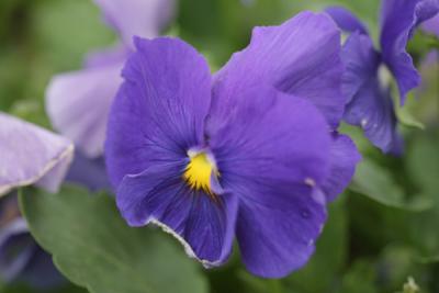 u26/topspin/medium/43269005.BlueFlower.jpg