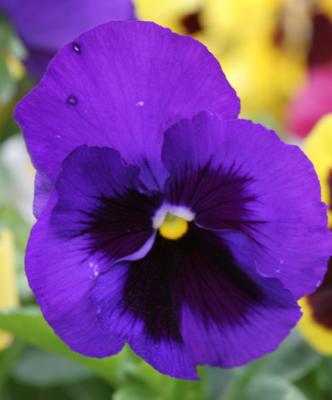 u26/topspin/medium/43269006.BlueFlower1.jpg