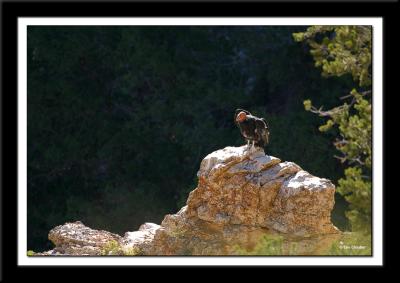 One of the condors of the Grand Canyon perched on a rock near the Lookout Studio on the south rim.